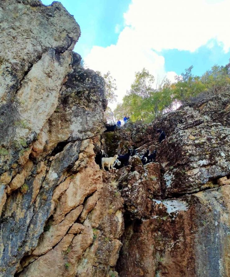 Mahsur kalan keçileri AFAD ekipleri kurtardı