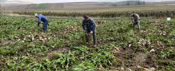 Pancar rekoltesi üreticinin yüzünü güldürdü