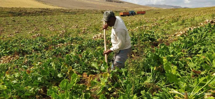 Pancar rekoltesi üreticinin yüzünü güldürdü