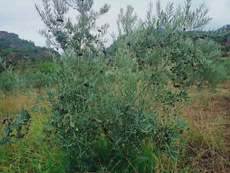 Eskişehir’de zeytin hasadı başladı