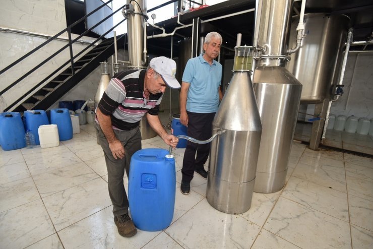 Karatay’ın lavantası ekonomiye katkı sağlıyor