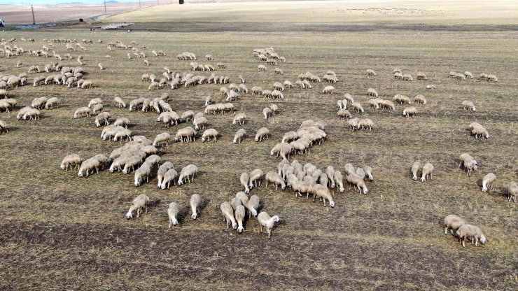 Anadolu’nun koyun ihtiyacı Sivas’tan karşılanıyor