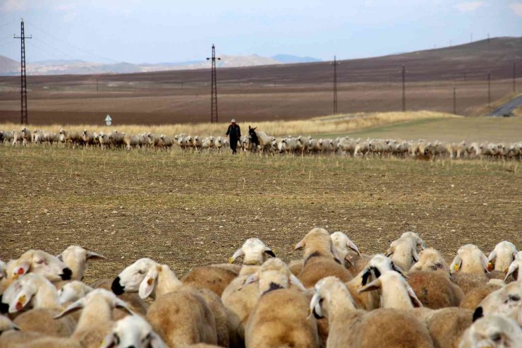 Anadolu’nun koyun ihtiyacı Sivas’tan karşılanıyor