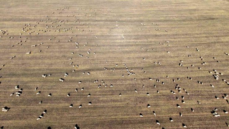 Anadolu’nun koyun ihtiyacı Sivas’tan karşılanıyor