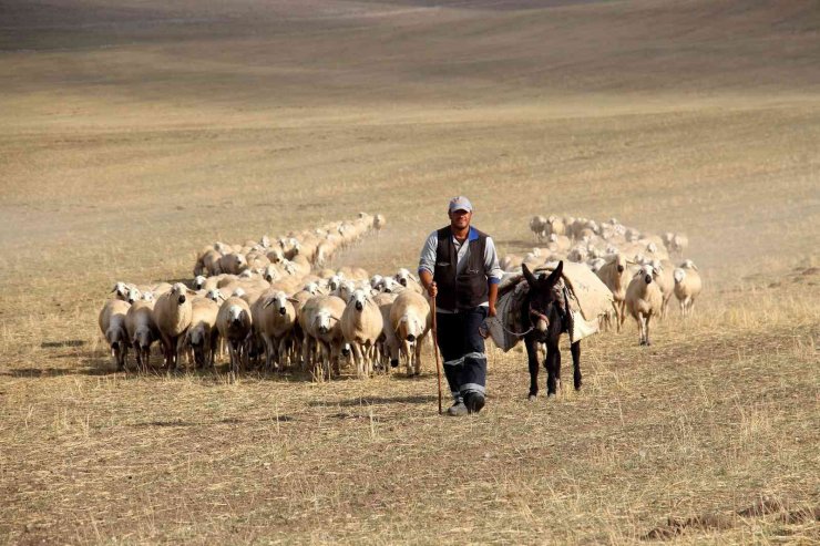 Anadolu’nun koyun ihtiyacı Sivas’tan karşılanıyor