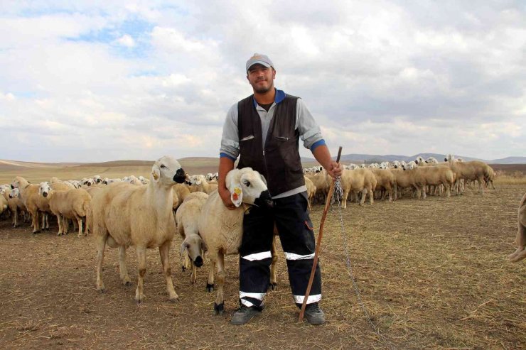 Anadolu’nun koyun ihtiyacı Sivas’tan karşılanıyor