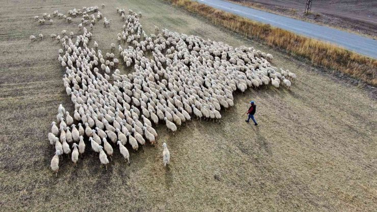 Anadolu’nun koyun ihtiyacı Sivas’tan karşılanıyor