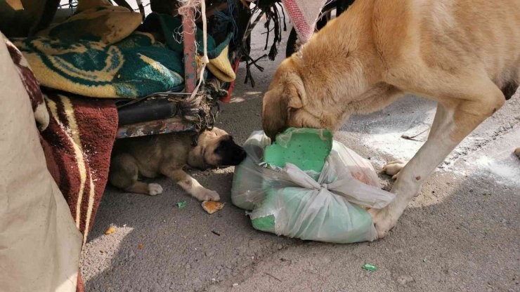 Köpekleri çuvala koydu, müdahale eden polise saldırdı