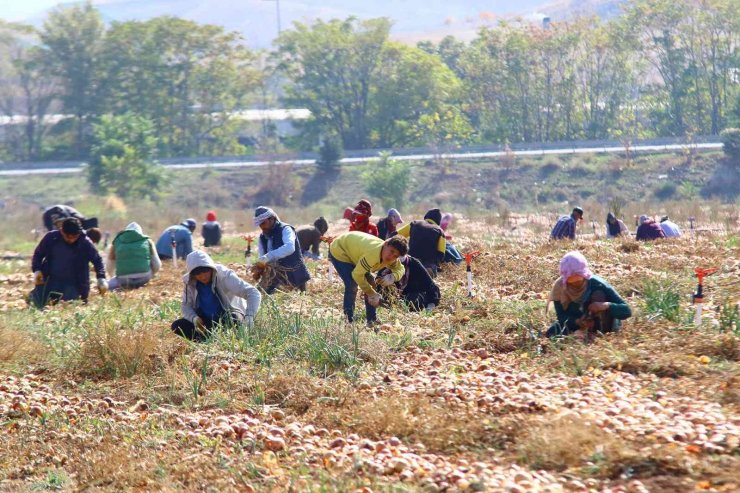 Hasadı yapılan kışlık soğan sofralara gönderilmek için hazırlanıyor