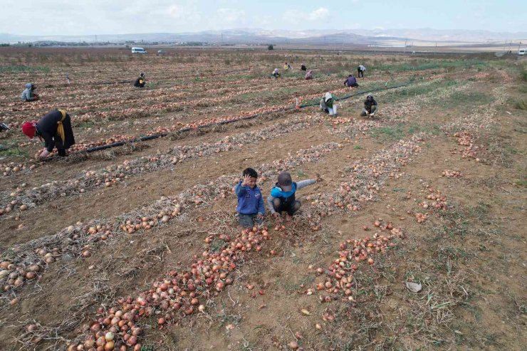 Hasadı yapılan kışlık soğan sofralara gönderilmek için hazırlanıyor