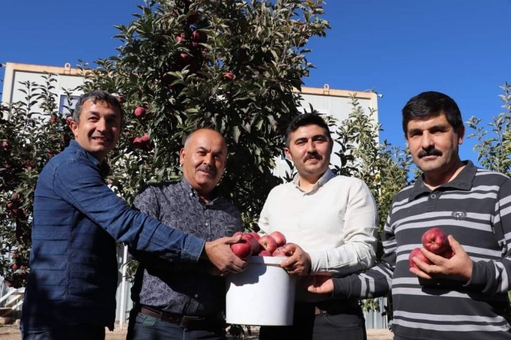 Gürün’de elma hasadında sona gelinde