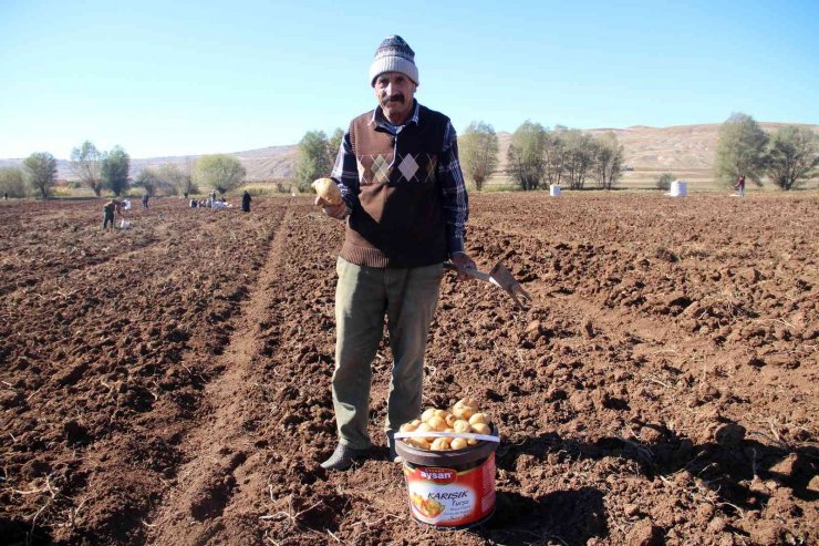 Hasat sonrası akına uğradı, kışlık patates ihtiyaçlarını ücretsiz elde ettiler