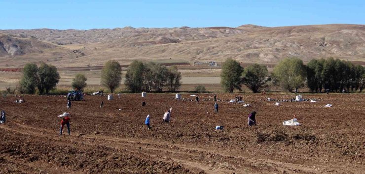 Hasat sonrası akına uğradı, kışlık patates ihtiyaçlarını ücretsiz elde ettiler