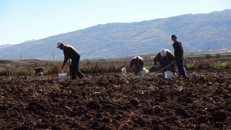 Hasat sonrası akına uğradı, kışlık patates ihtiyaçlarını ücretsiz elde ettiler