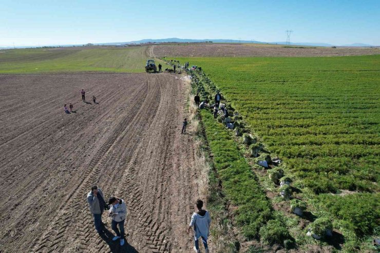 Havucun başkenti Beypazarı’nda hasat başladı