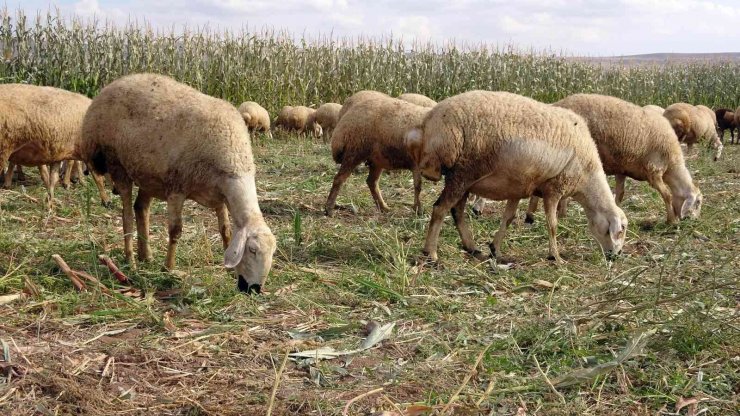 Yozgat’ta yem bitkisi üretiminin artırılması amaçlanıyor