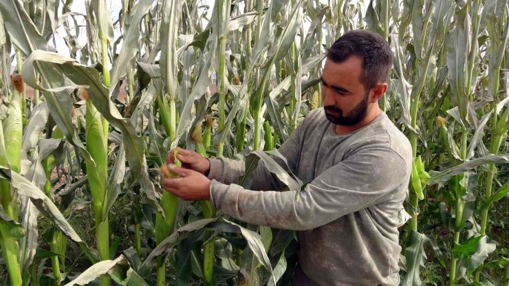 Yozgat’ta yem bitkisi üretiminin artırılması amaçlanıyor