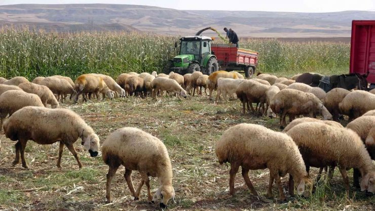 Yozgat’ta yem bitkisi üretiminin artırılması amaçlanıyor