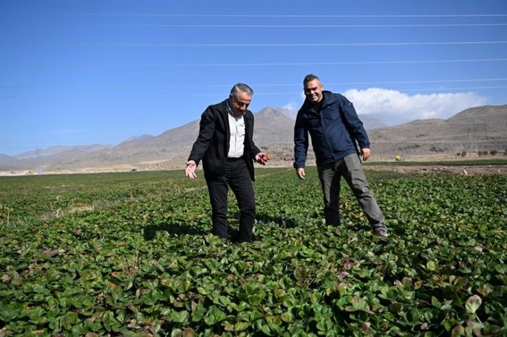 Erciyes’in eteklerinde yetiştirilen çilek fidesi 6 ülkeye ihraç ediliyor