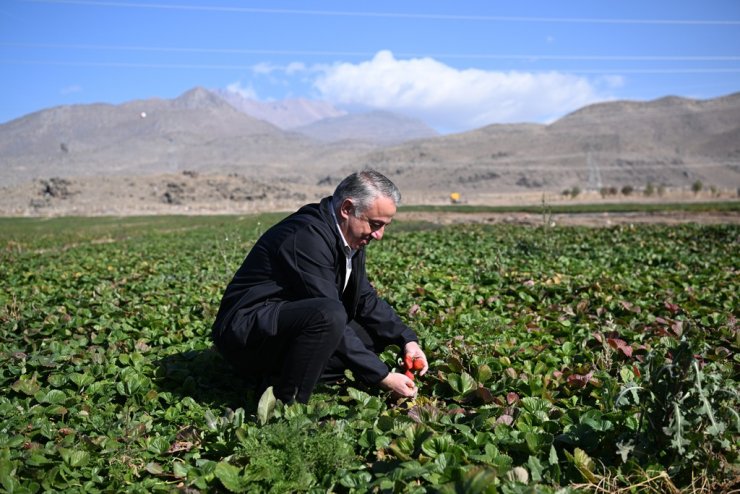 Erciyes’in eteklerinde yetiştirilen çilek fidesi 6 ülkeye ihraç ediliyor