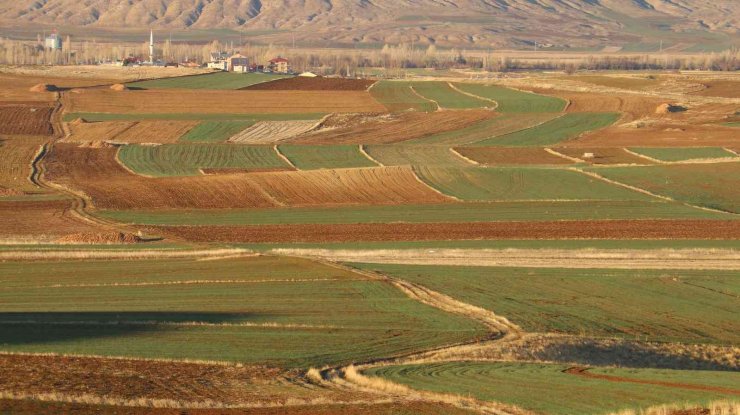 Erken filizlenen buğday tohumları kışı bahara çevirdi