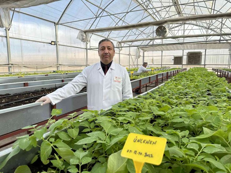 Niğde’de 10 adet yerli patates çeşidi geliştirildi