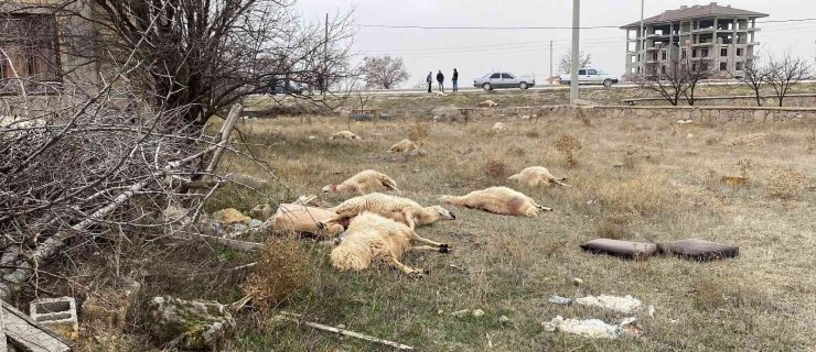 Konya’da otlayan 50’dan fazla koyun telef oldu