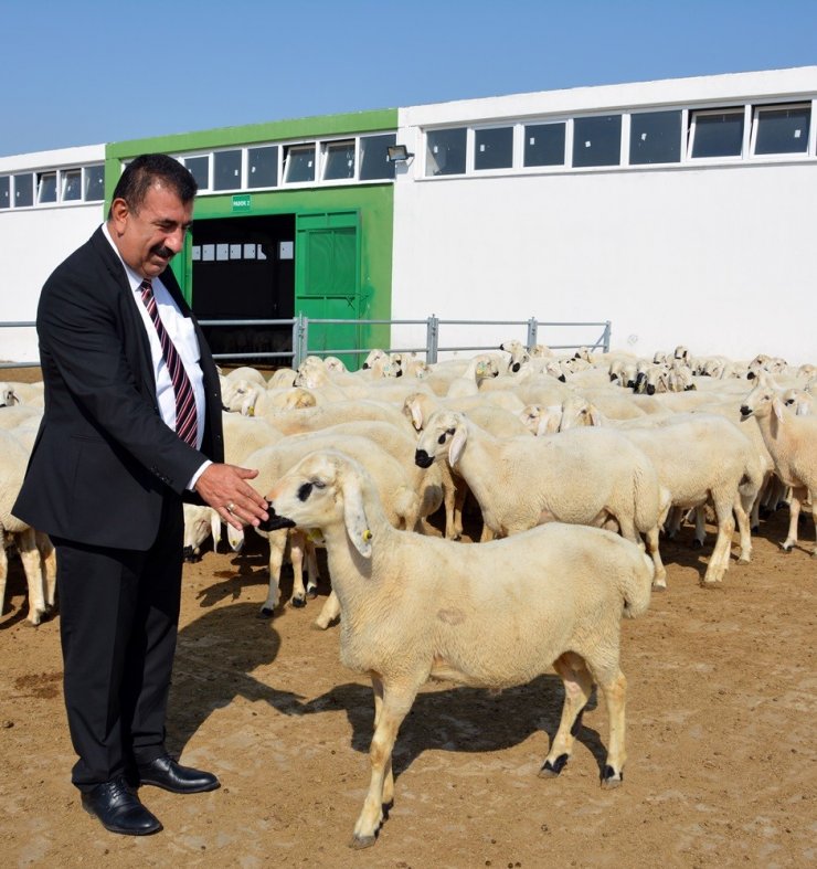 TÜDKİYEB Genel Başkanı Çelik: “Türkiye’nin yüzyılında küçükbaşı atağa geçirecek hamleler yapılmalı”