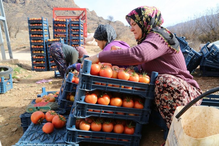 Şehir hayatını bırakıp köyünde sera kurdu