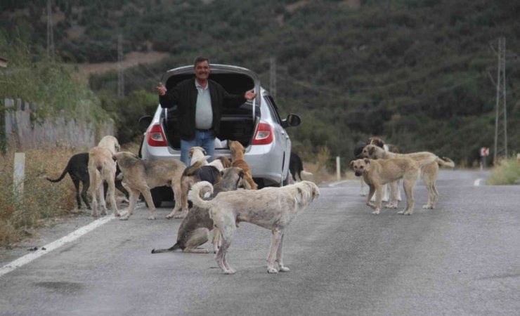 Emekli olunca kendisini sokak köpeklerine adadı