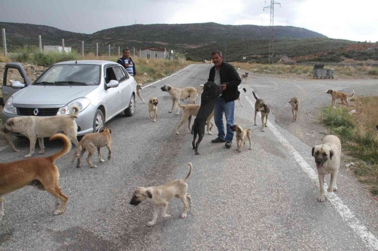 Emekli olunca kendisini sokak köpeklerine adadı