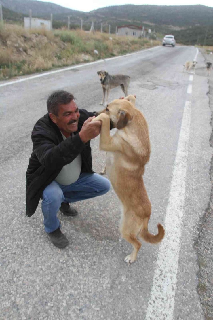 Emekli olunca kendisini sokak köpeklerine adadı