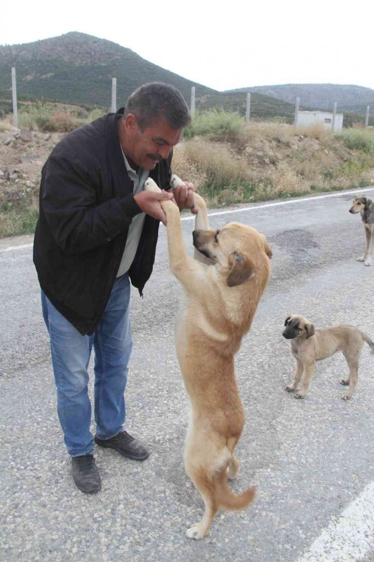 Emekli olunca kendisini sokak köpeklerine adadı