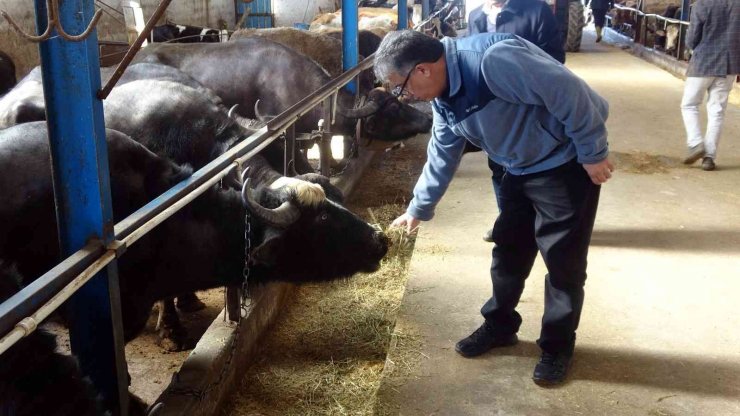 Manda sütünden elde edilen ürünler ülke ekonomisine kazandırılacak