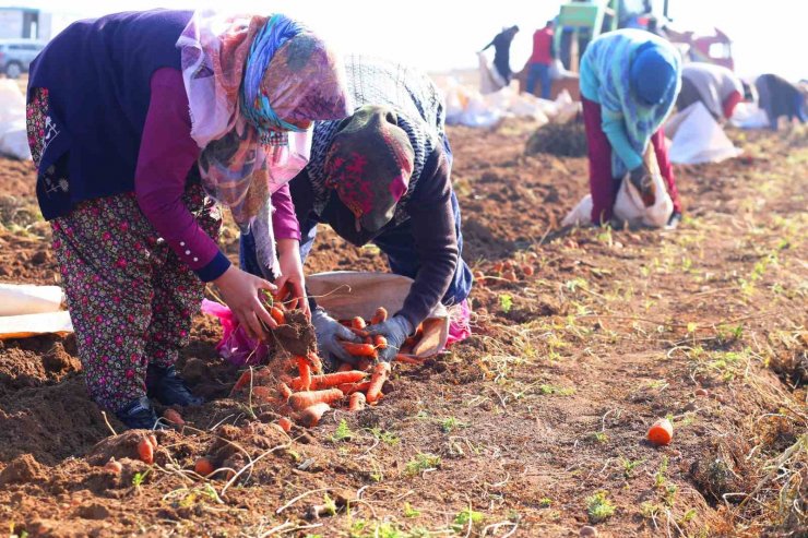 Ocak ayında elle sökümü yapılan havuç, dünya pazarına hazırlanıyor