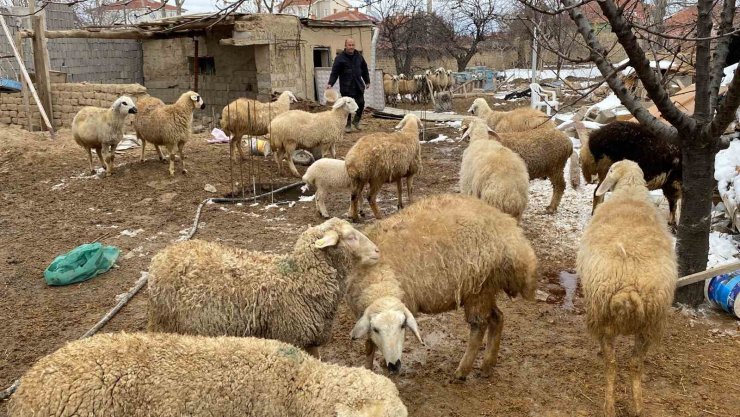 Kulu’da küçükbaş hayvan sahiplerinden depremzedeler yardım