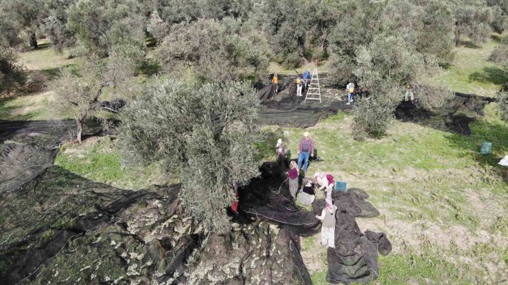 Kuraklık zeytin rekoltesini olumsuz etkileyebilir