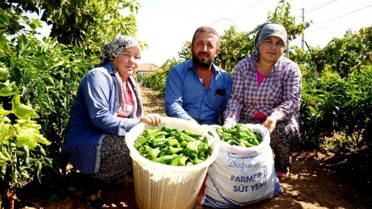 Emcelli Biberi’ne coğrafi mahreç işareti