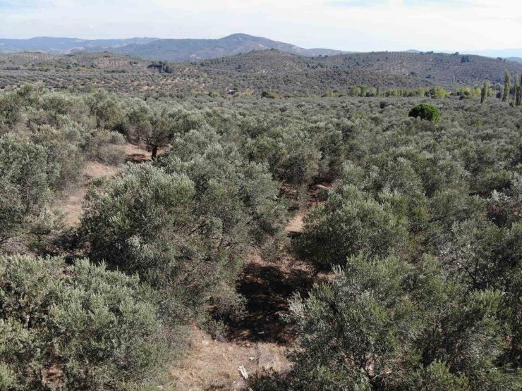 Kuraklık zeytin rekoltesini olumsuz etkileyebilir