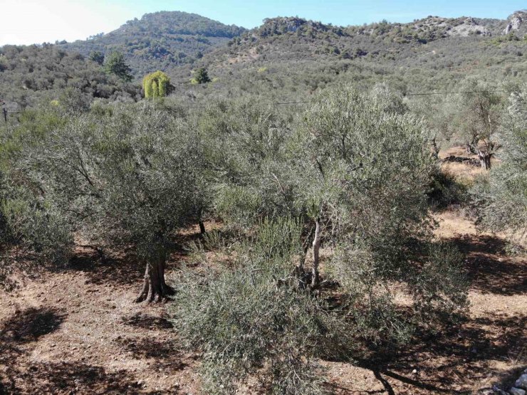 Kuraklık zeytin rekoltesini olumsuz etkileyebilir