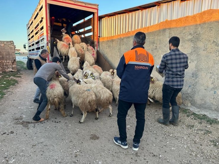 Mardin’de depremzede çiftçilere canlı hayvan desteği