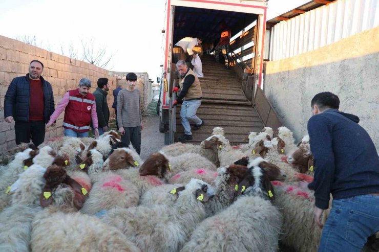 Mardin’de depremzede çiftçilere canlı hayvan desteği