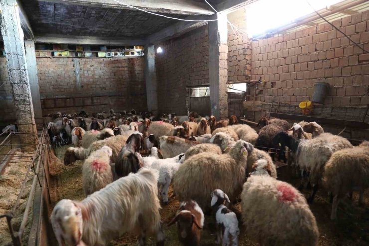 Mardin’de depremzede çiftçilere canlı hayvan desteği