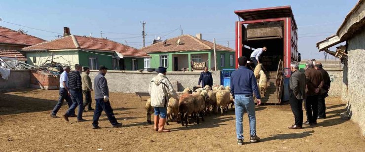 Depremzedelere küçükbaş hayvan desteği