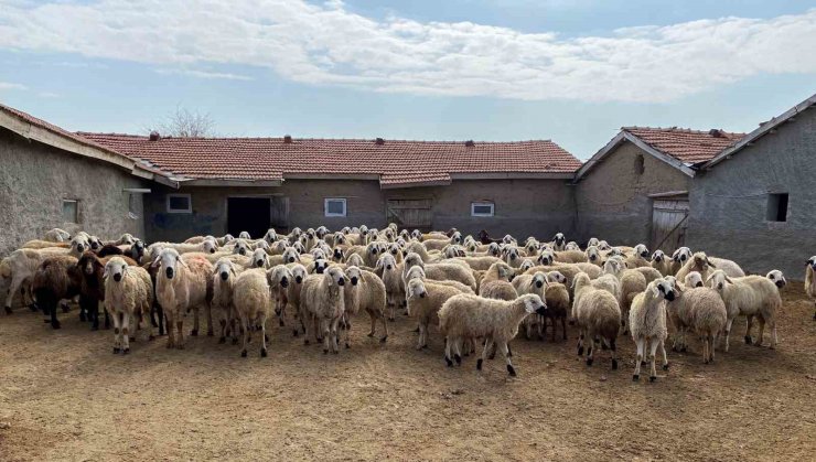 Depremzedelere küçükbaş hayvan desteği