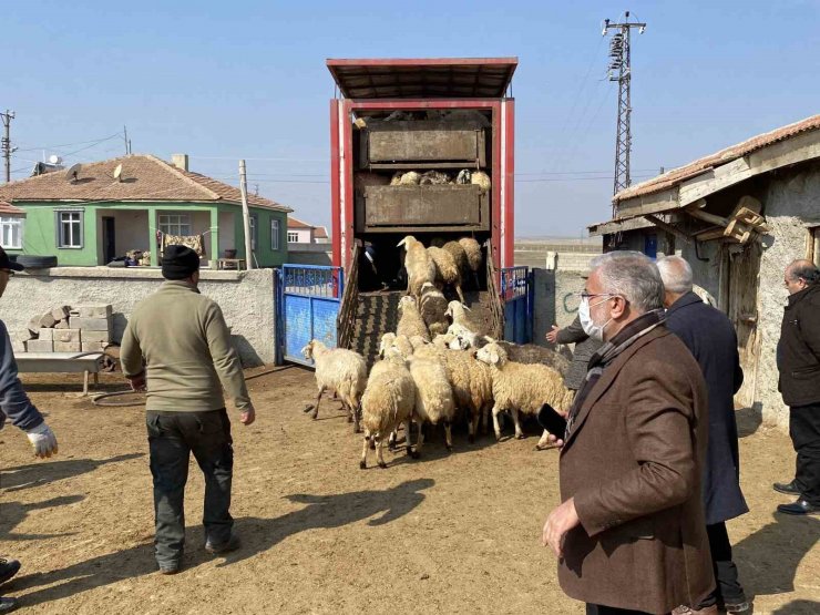 Depremzedelere küçükbaş hayvan desteği