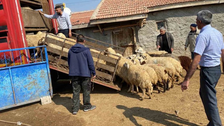 Depremzedelere küçükbaş hayvan desteği