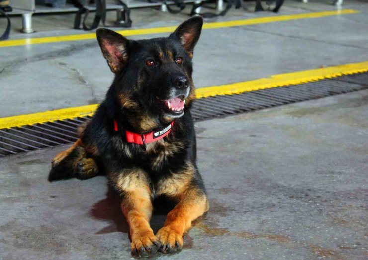 İtfaiye erinin eğittiği arama kurtarma köpekleri 18 kişinin hayatına dokundu