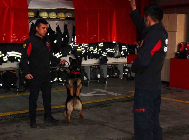 İtfaiye erinin eğittiği arama kurtarma köpekleri 18 kişinin hayatına dokundu