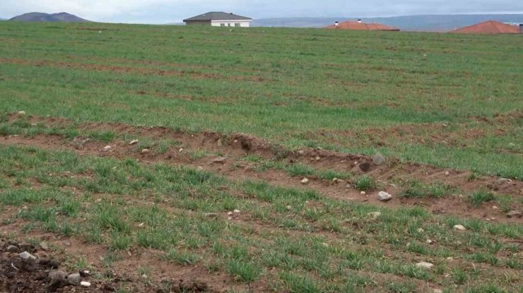 Aksaray’daki yağmur yağışı üreticilerin yüzünü güldürdü